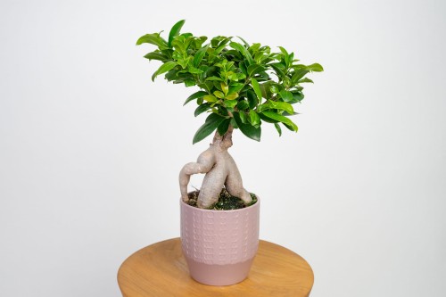 Ficus retusa (Ficus microcarpa) Bonsai