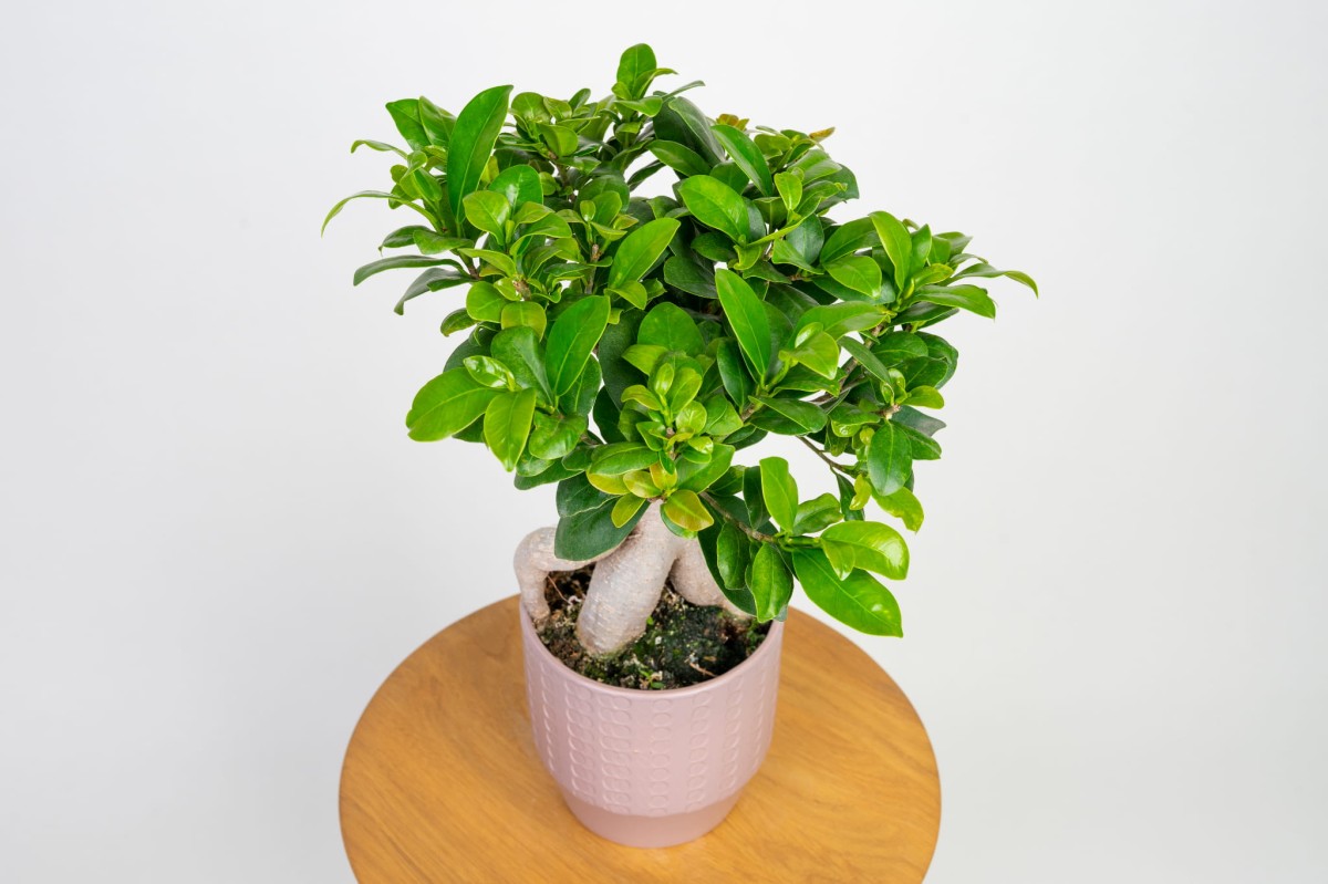 ficus-retusa-microcarpa-bonsai-03.jpg