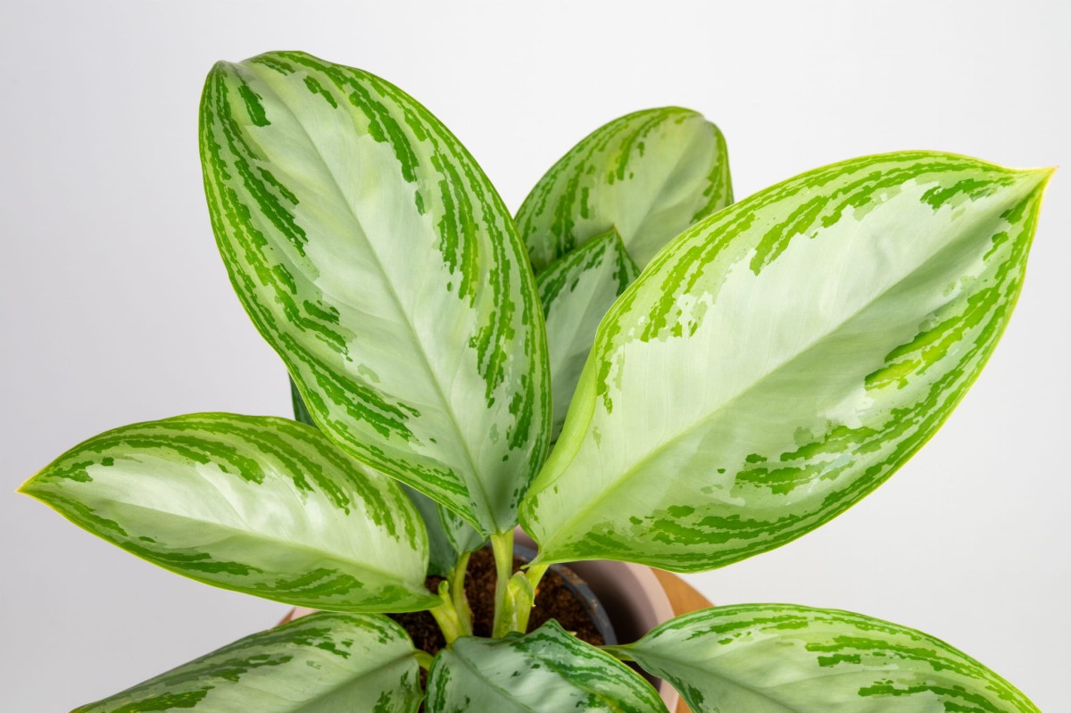 aglaonema-silver-bay-05.jpg