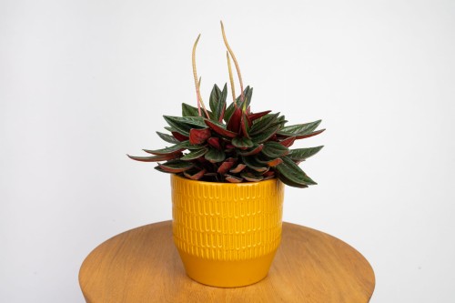 Peperomia caperata 'Rosso'