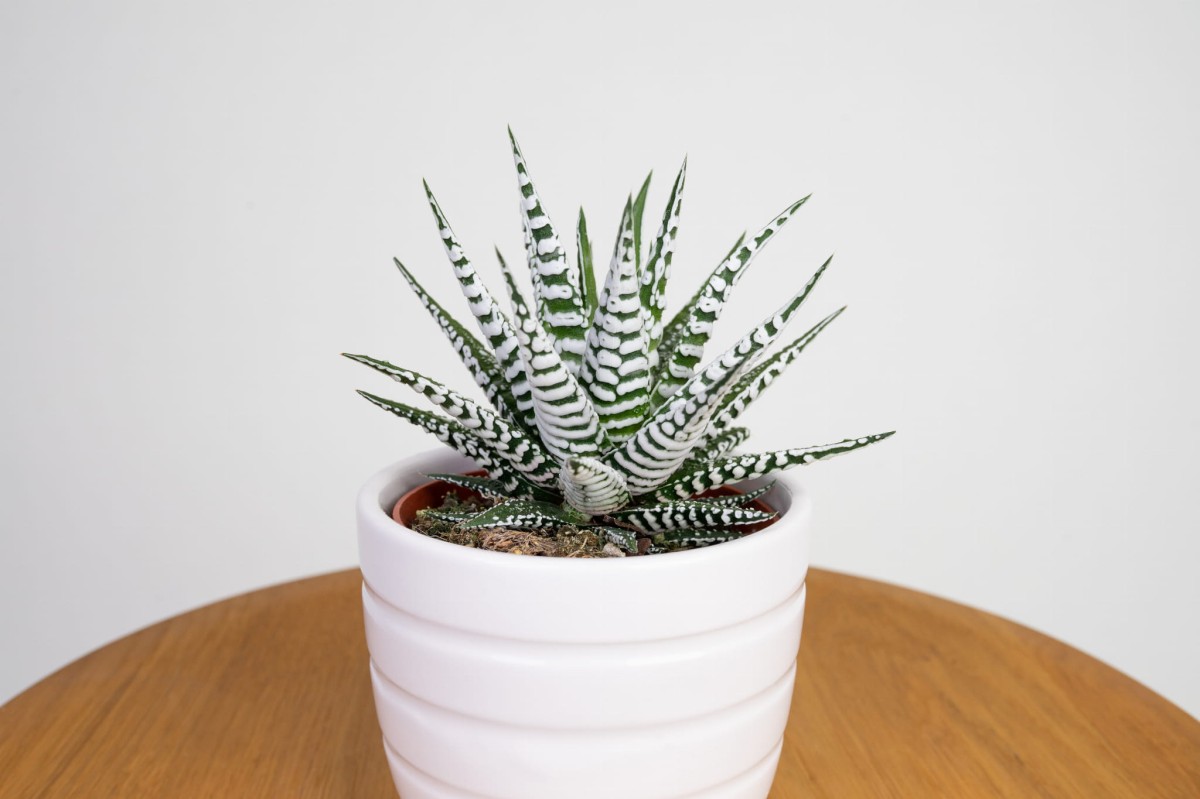 haworthia-fasciata-haworsja-waskolistna-04.jpg