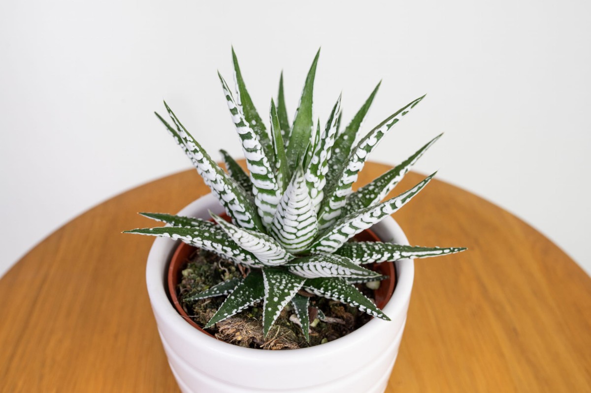 haworthia-fasciata-haworsja-waskolistna-05.jpg
