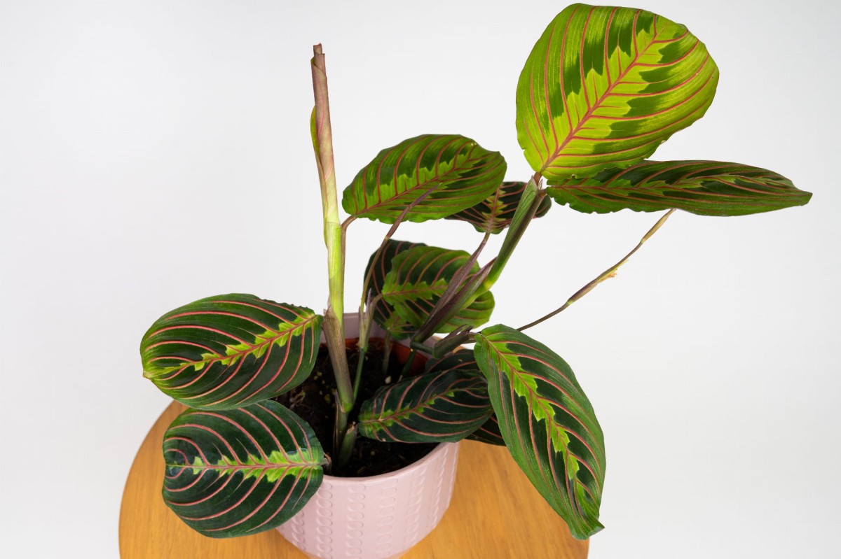 maranta-leuconeura-fascinator-tricolor-03.jpg
