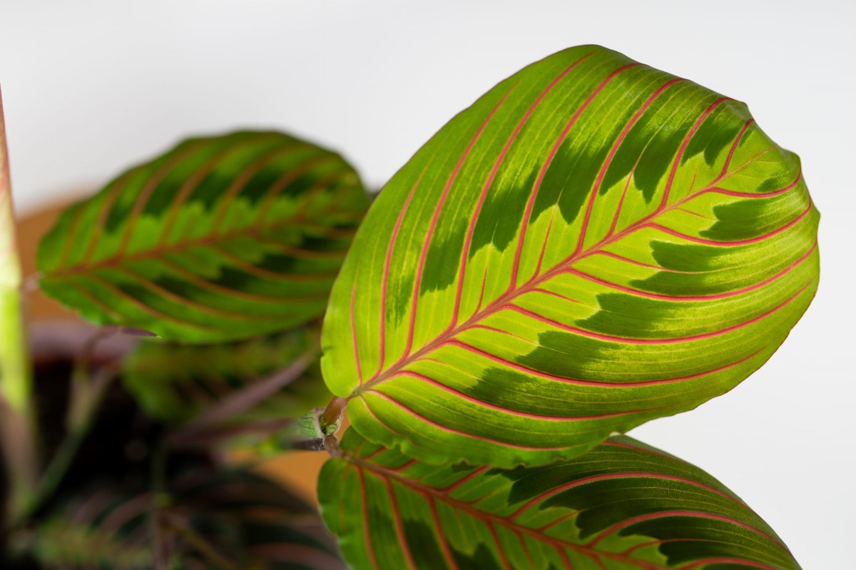 maranta-leuconeura-fascinator-tricolor-06.jpg
