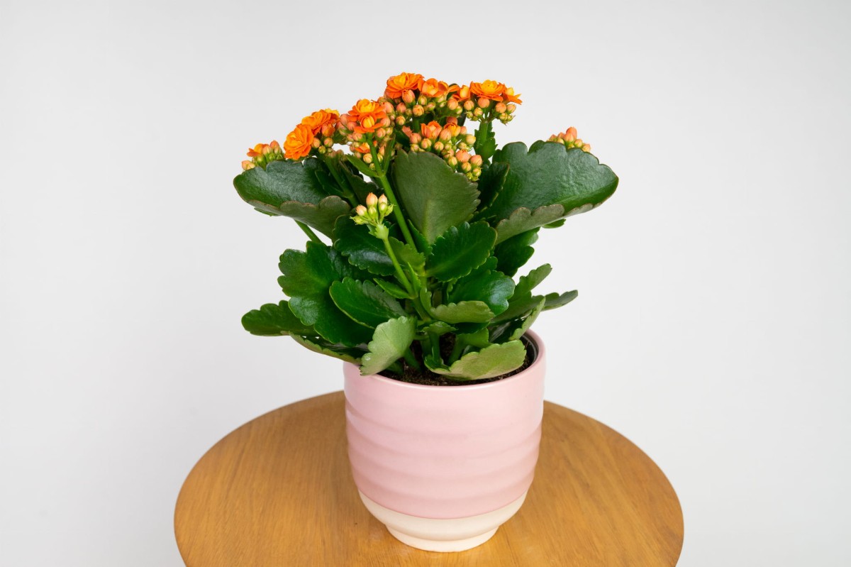 kalanchoe-blossfelda – pomaranczowa.jpg