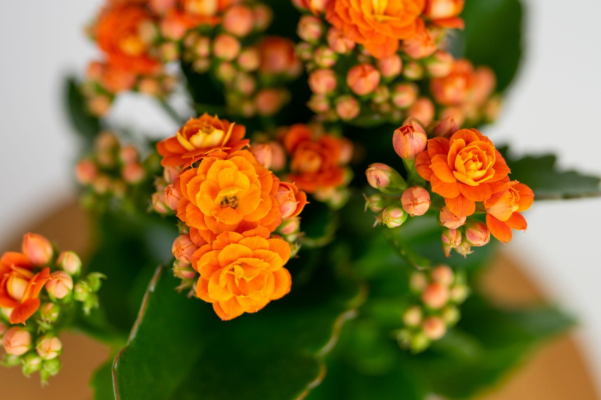 kalanchoe-blossfelda – pomaranczowa-05.jpg