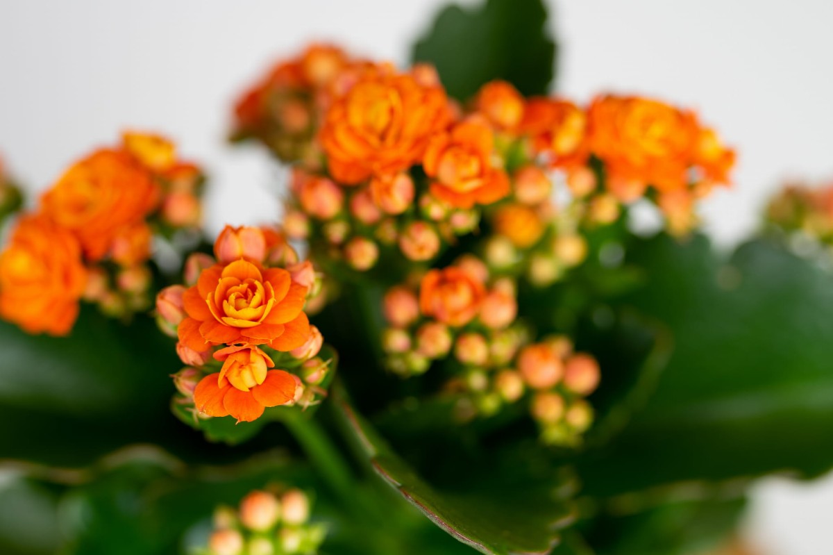kalanchoe-blossfelda – pomaranczowa-06.jpg