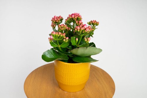 Kalanchoe blossfeldiana – różowa
