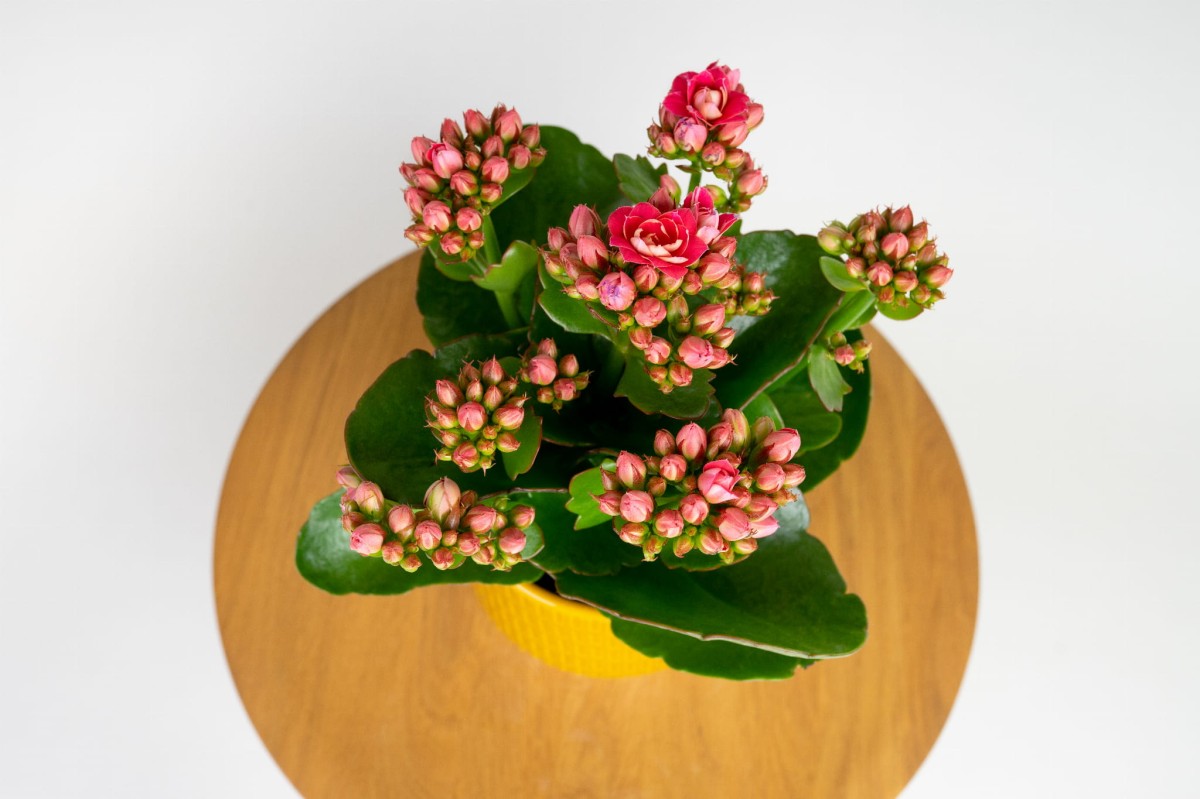 Kalanchoe Blossfelda – rozowa-03.jpg