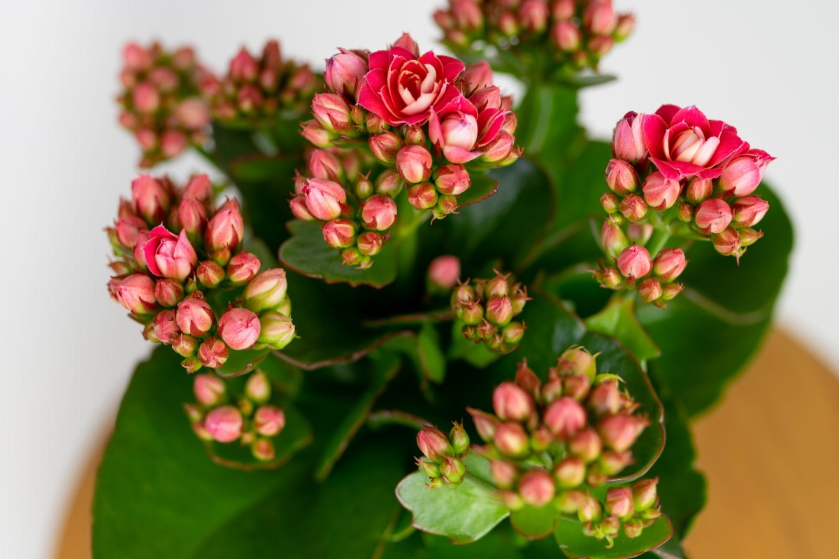 Kalanchoe Blossfelda – rozowa-05.jpg