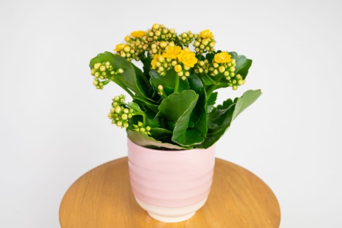 Kalanchoe blossfeldiana – żółta