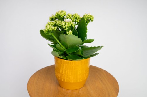 Kalanchoe blossfeldiana – perłowa