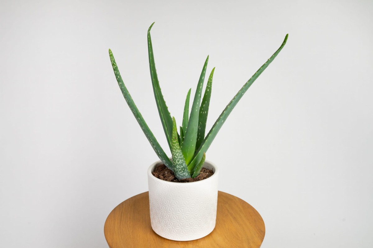 aloes-zwyczajny-aloe-vera.jpg