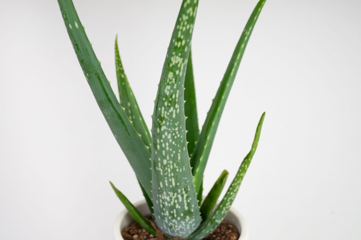 aloes-zwyczajny-aloe-vera-02.jpg
