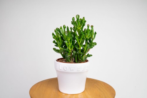 Grubosz Crassula ‘Hobbit’ (Crassula ovata) 