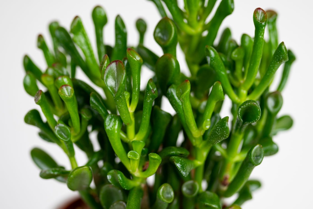 Grubosz-Crassula-Hobbit-Crassula-ovata-03.jpg