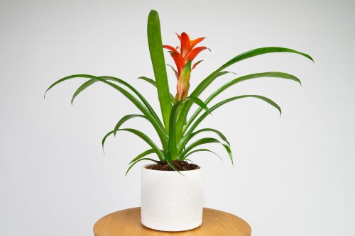 Guzmania 'Ostara'