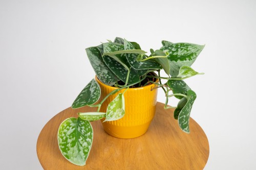 Scindapsus pictus 'Argyraeus pstry'