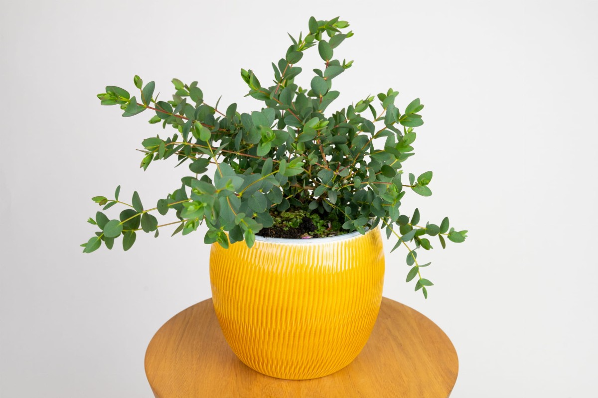 eukaliptus-gumowy-eucalyptus-parvula.jpg