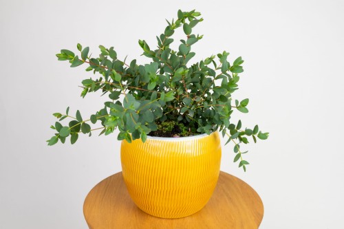 Eukaliptus gumowy (Eucalyptus parvula)