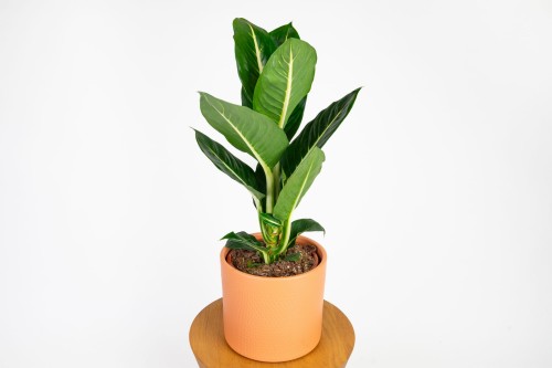 Dieffenbachia Green Magic