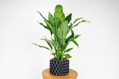 Skrzydłokwiat diamond variegata (Spathiphyllum)
