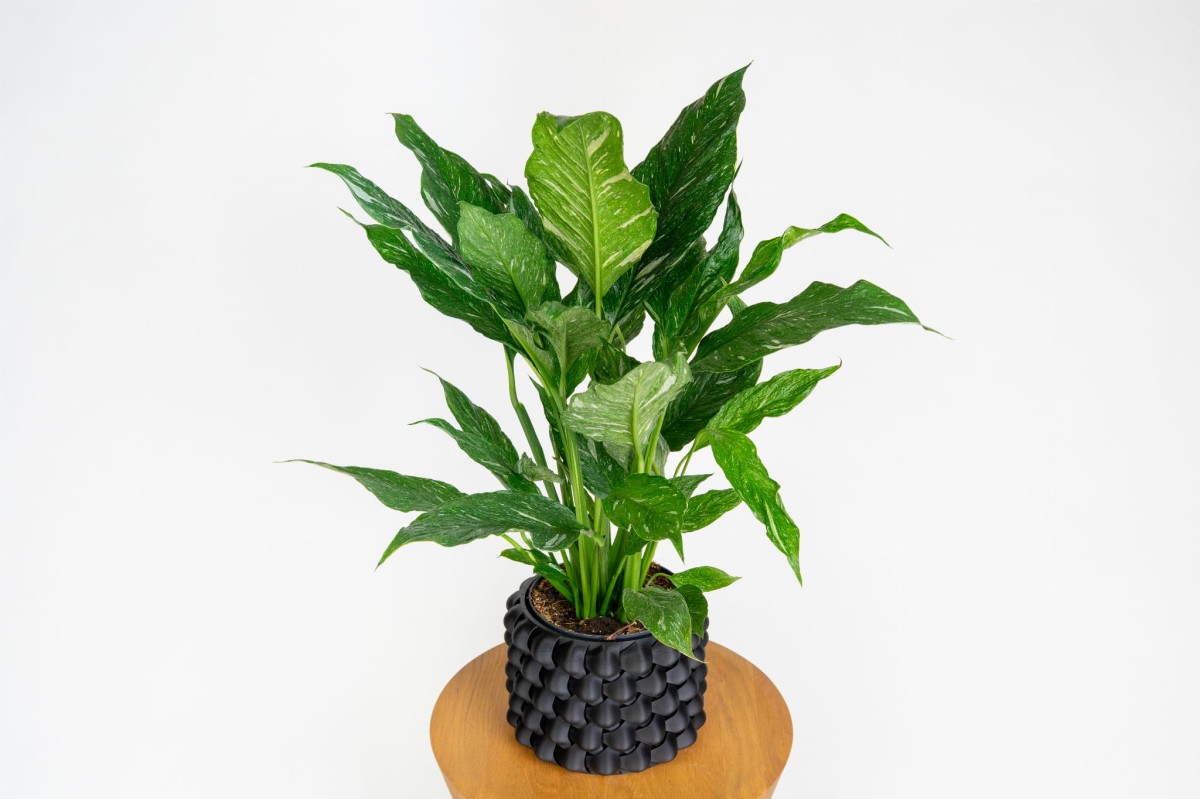 Skrzydłokwiat Diamond Variegata (Spathiphyllum) – unikalna odmiana o efektownych, pstrych liściach_4.jpg