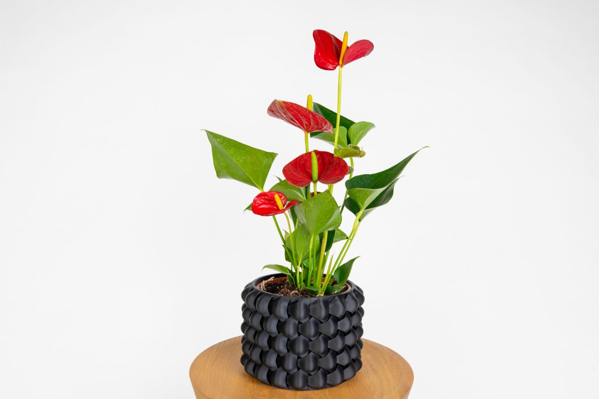 Anturium Picanta Red (Anthurium)