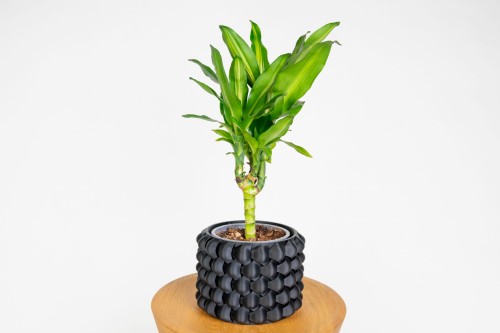 Dracena 'Cintho' (Dracaena fragrans)