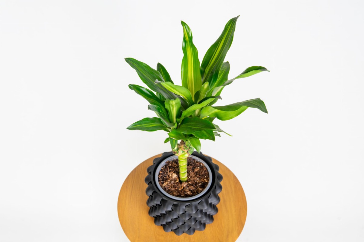 Dracaena Cintho w nowoczesnej doniczce – minimalistyczna ozdoba do wnętrz_3.jpg