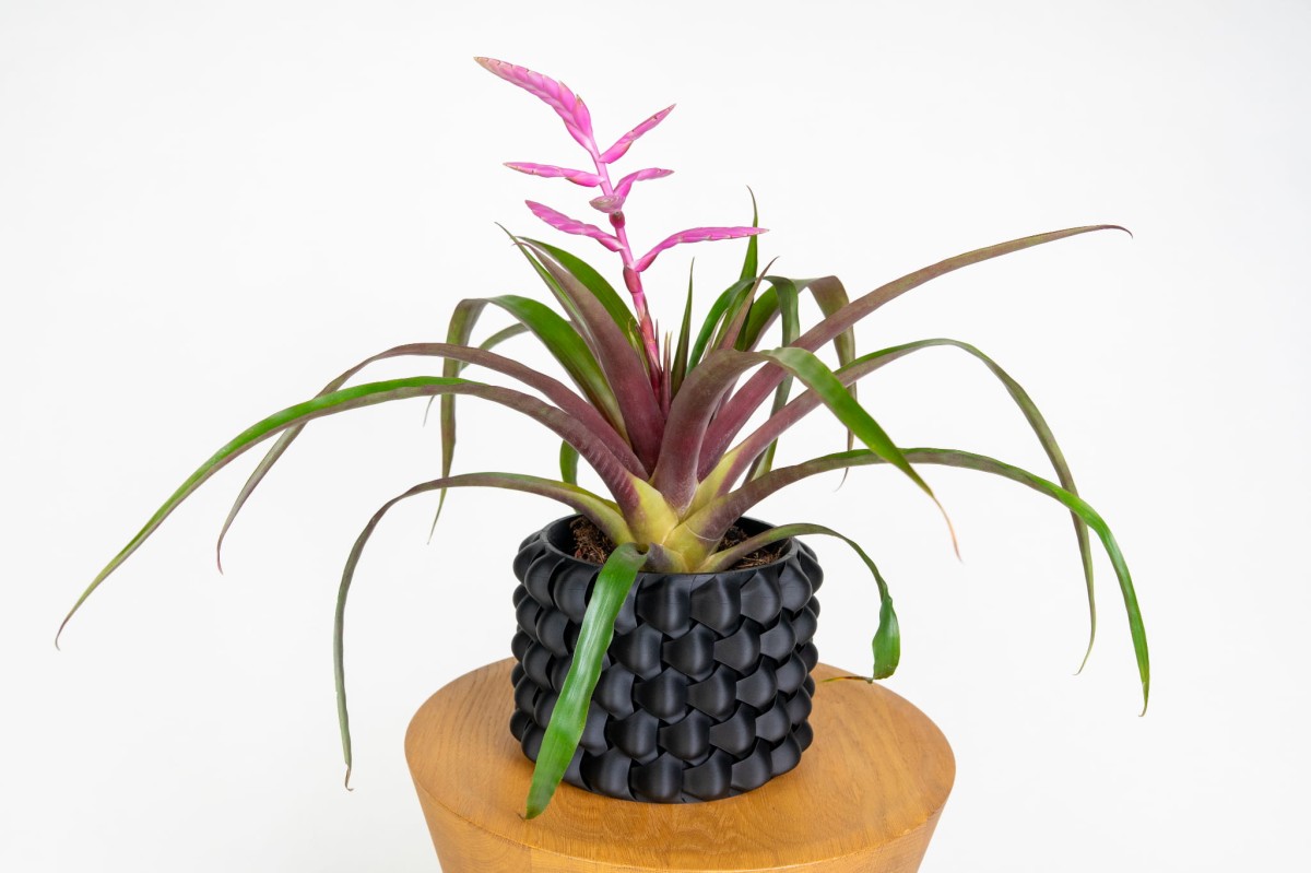 Tillandsia Andreas w szklanym pojemniku – oryginalna dekoracja do nowoczesnych wnętrz.jpg