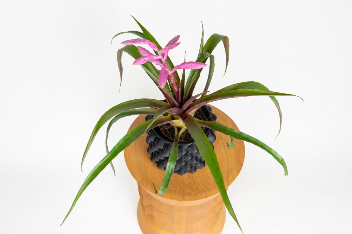 Tillandsia Andreas_2.jpg