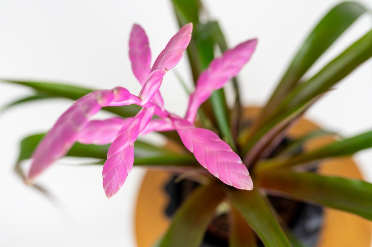 Tillandsia Andreas w aranżacji wnętrza – stylowa dekoracja.jpg