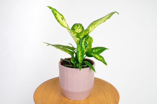Dieffenbachia compacta