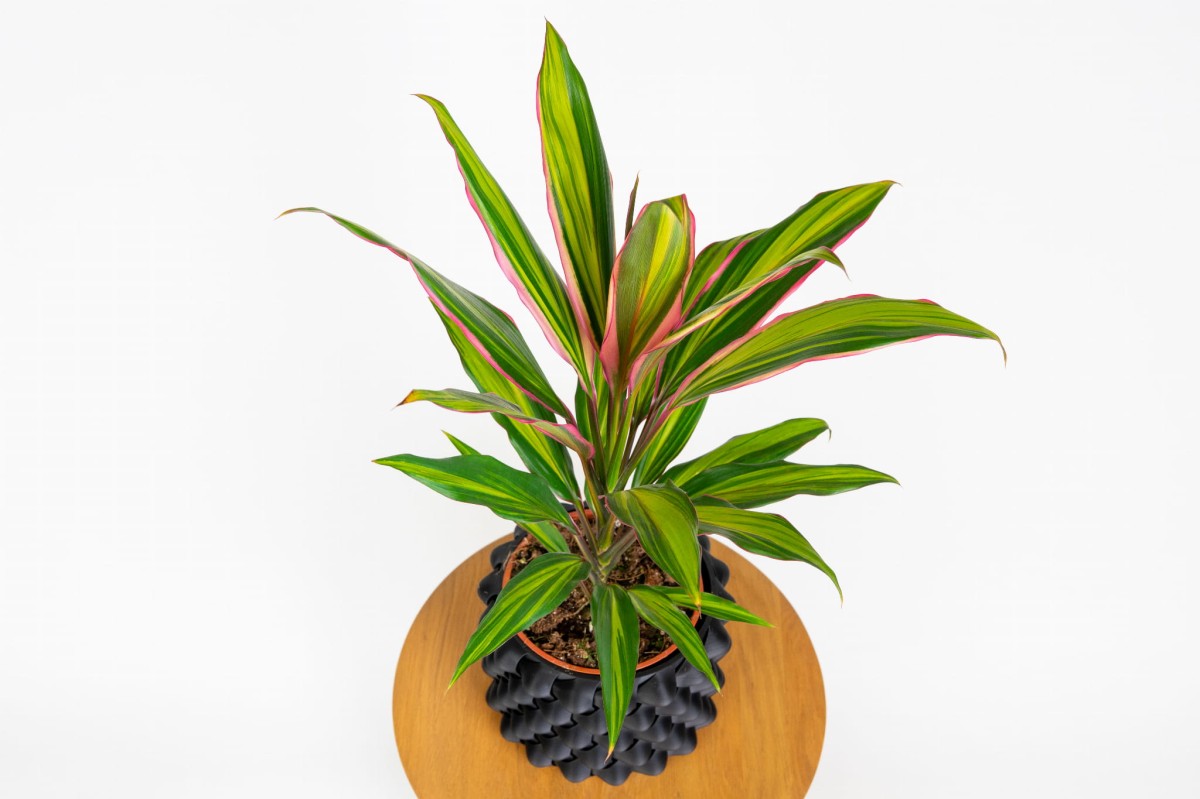 Kordylina Kiwi (Cordyline fruticosa 'Kiwi') – egzotyczna roślina o zielono-różowych liściach_4.jpg