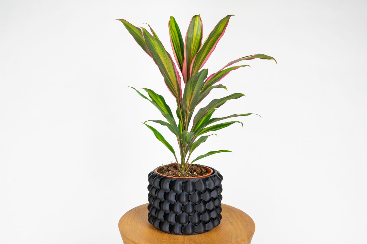 Kordylina Kiwi (Cordyline fruticosa 'Kiwi') – egzotyczna roślina o zielono-różowych liściach.jpg