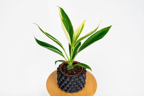 Kordylina Conga (Cordyline fruticosa 'Conga')