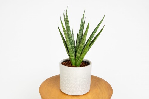 Sansewieria cylindryczna Dancing Queen (Sansevieria cylindrica 'Dancing Queen')