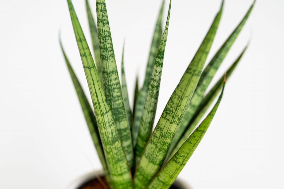Sansevieria cylindrica 'Dancing Queen' w doniczce – elegancka i wytrzymała roślina do wnętrz_4.jpg