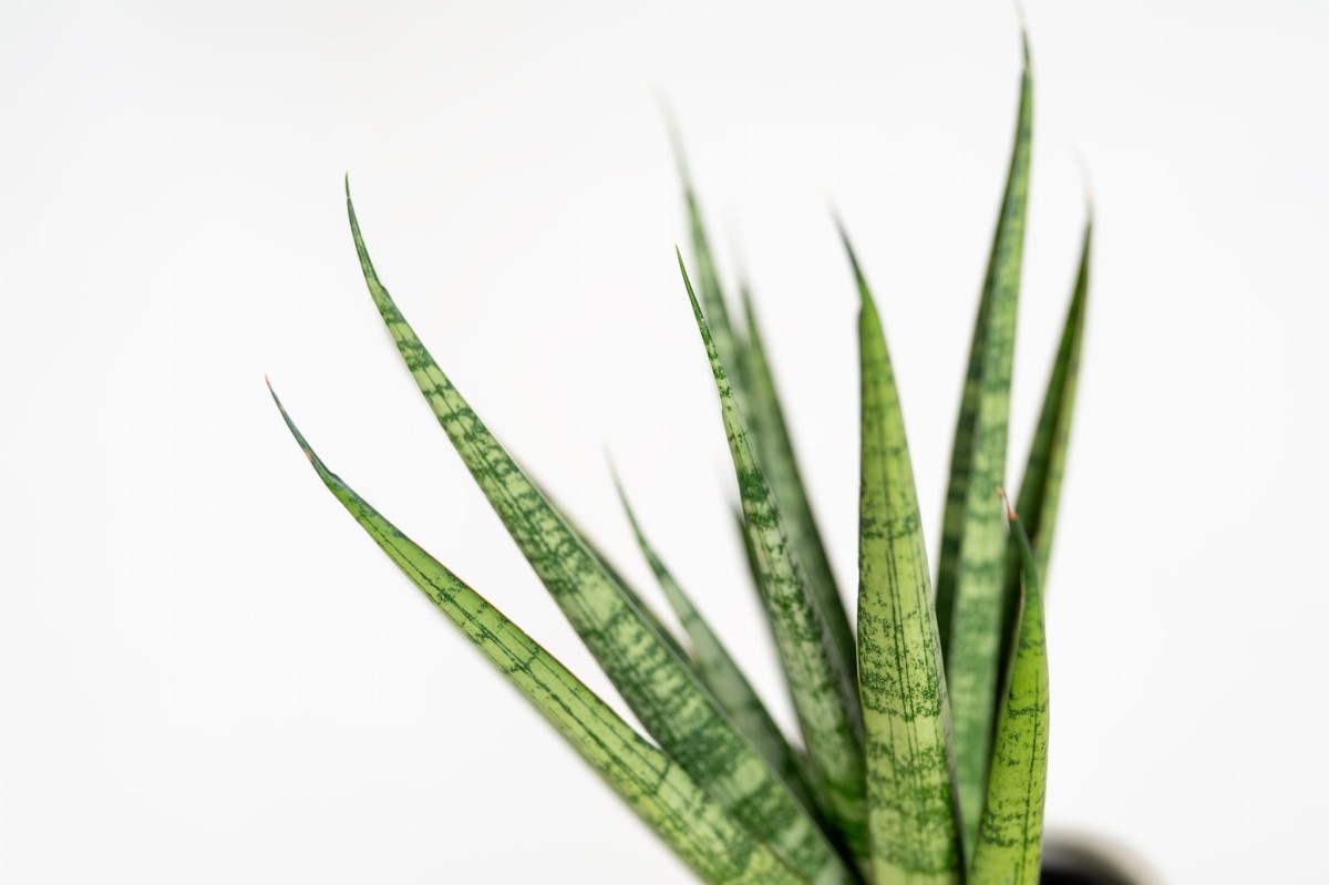 Sansevieria cylindrica 'Dancing Queen' w doniczce – elegancka i wytrzymała roślina do wnętrz_3.jpg