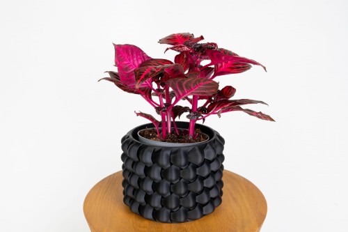 Irezyna Herbsta 'Bloodleaf' D13 (Iresine herbstii 'Bloodleaf')