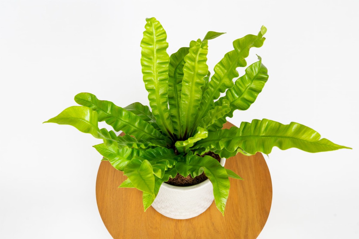 Asplenium nidus 'Crispy Wave' – egzotyczna zanokcica gniazdowa o falistych, zielonych liściach Zielona Flora_2.jpg