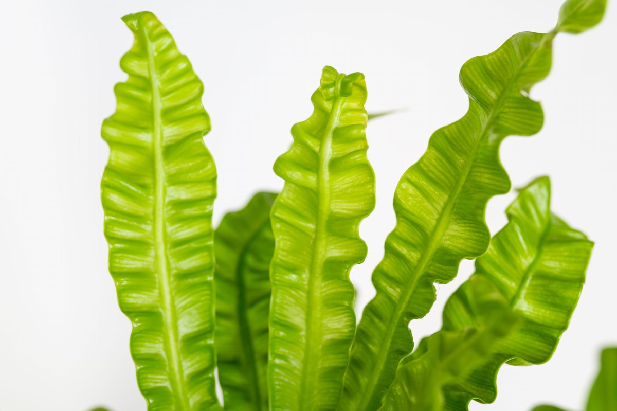 Asplenium nidus 'Crispy Wave' – egzotyczna zanokcica gniazdowa o falistych, zielonych liściach Zielona Flora.jpg