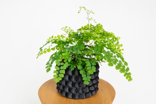 Paproć adiantum raddianum 'fragrans' (niekropień klinowaty)