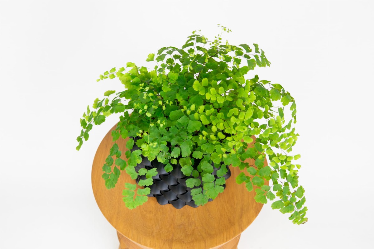 Paproć Niekropień Klinowaty (Adiantum raddianum 'Fragrans') – delikatne, jasnozielone listki o zwiewnym pokroju Zielona Flora.jpg
