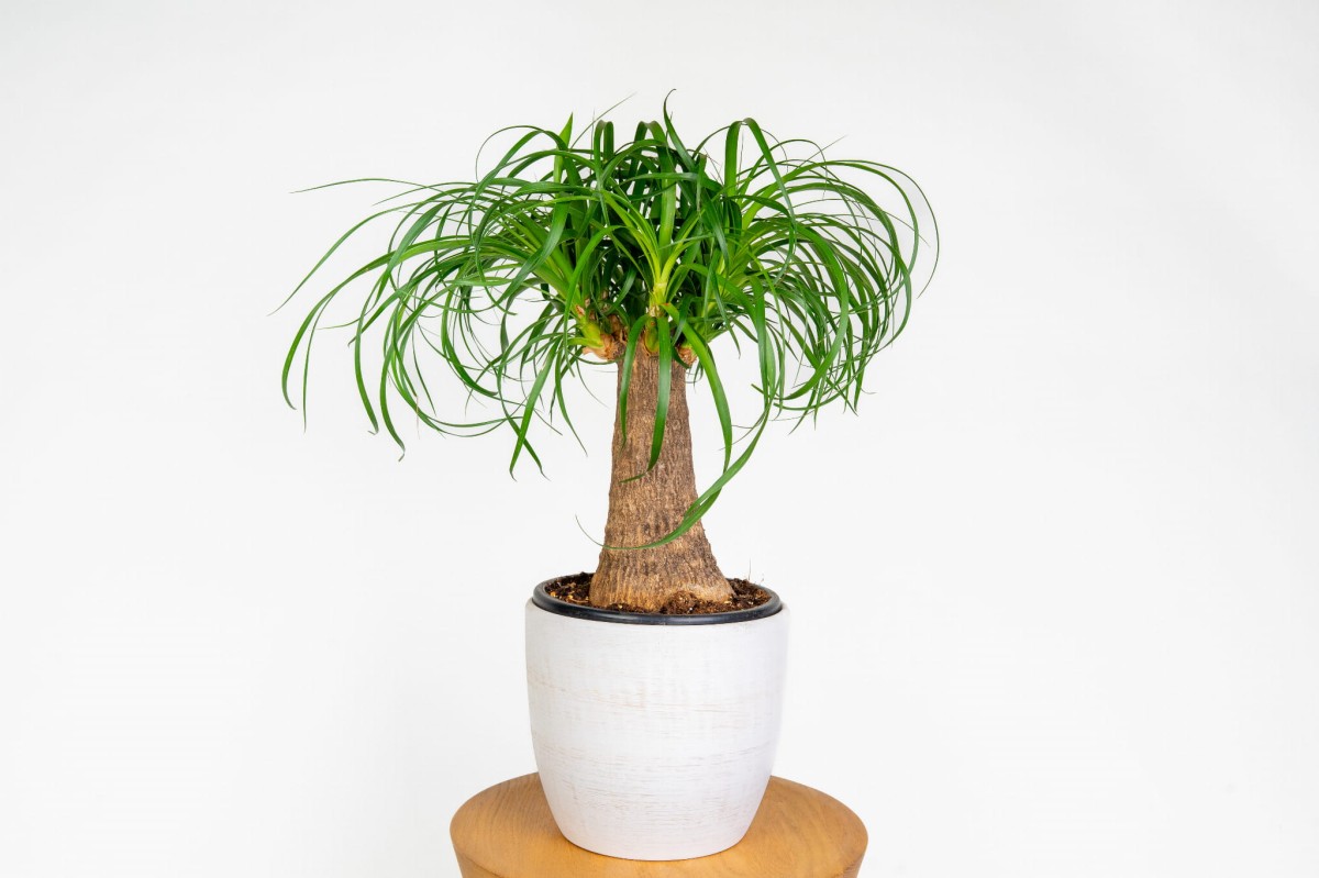 Nolina wygięta (Beaucarnea recurvata) – elegancka roślina doniczkowa o długich, zwisających liściach.jpg