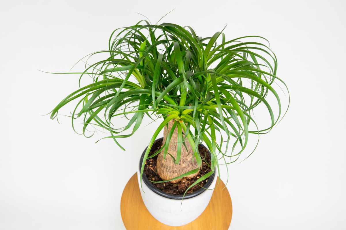 Nolina wygięta (Beaucarnea recurvata) – elegancka roślina doniczkowa o długich, zwisających liściach Zielona Flora.jpg
