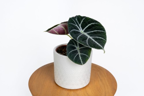 Alokazja Black Velvet (Alocasia reginula 'Black Velvet')