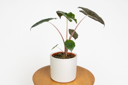 Alokazja Yucatan Princess (Alocasia sarawakensis 'Yucatan Princess')