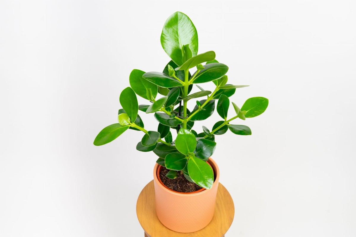 kluzja-rozowa-clusia-rosea-03.jpg